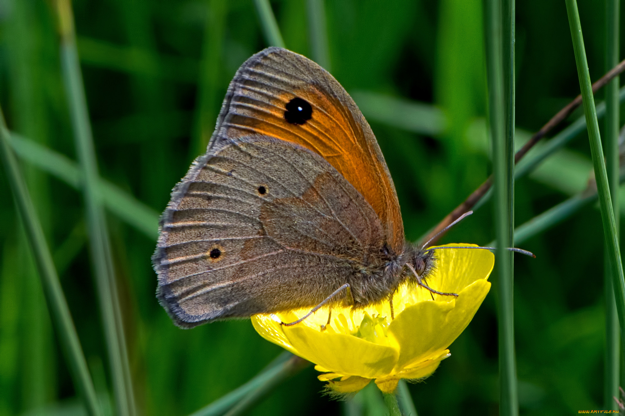 maniola jurtina - meadow brown, , ,  ,  , 